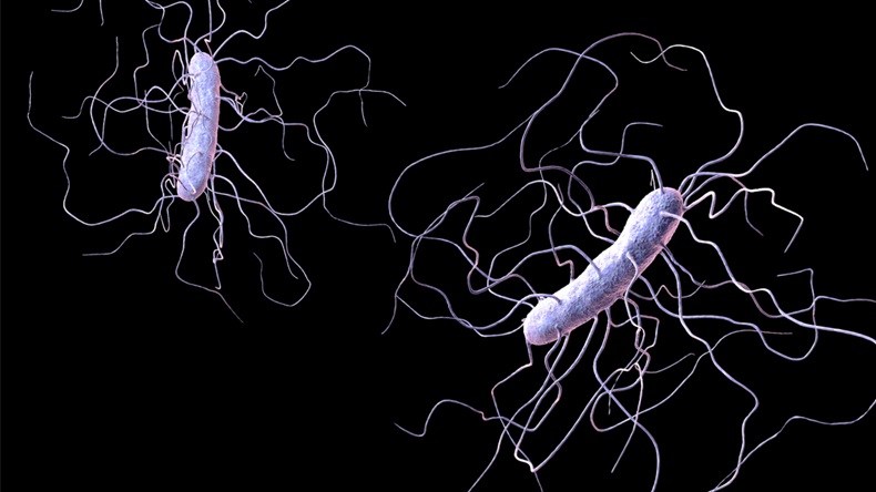Clostridium difficile bacteria isolated on black background, 3D illustration. Bacteria which cause pseudomembraneous colitis and are associated with nosocomial antibiotic resistance - Illustration 