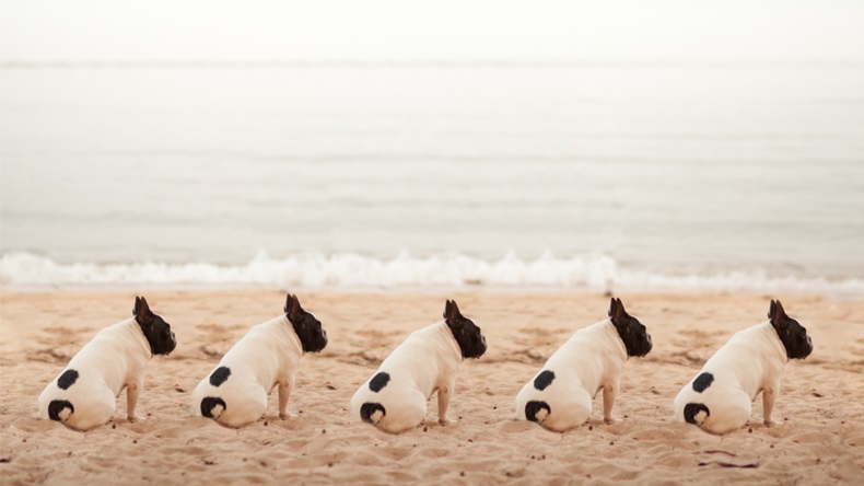 Pug dogs sit on the beach in a neat row, they have the same white stripes. - Image 