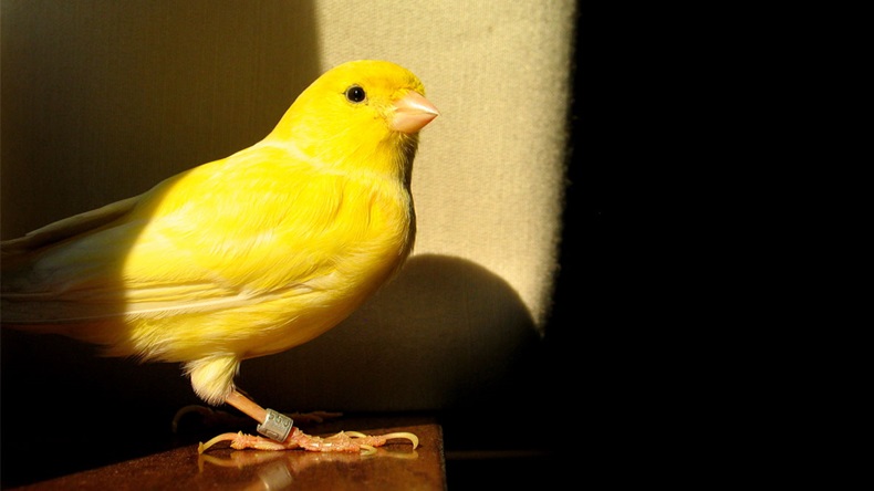 Yellow canary. Freedom bird