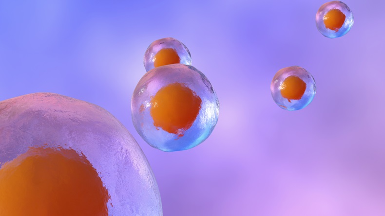 Stem Cells, 3D rendering. - Illustration 