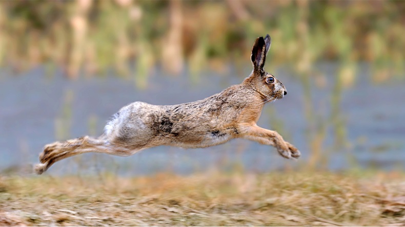 Hare running in a meadow - Image 