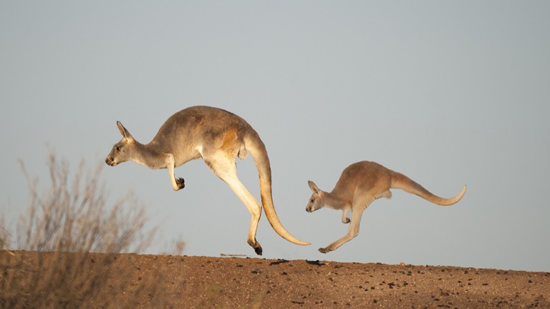 Kangaroos-2-hopping