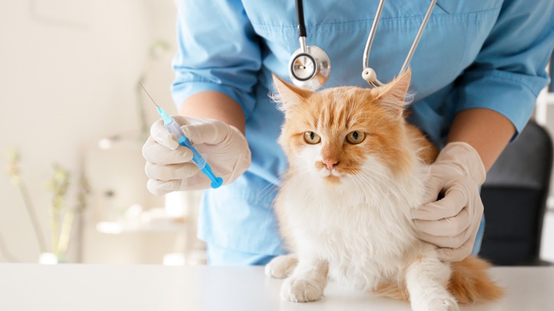 Cat_Vaccine