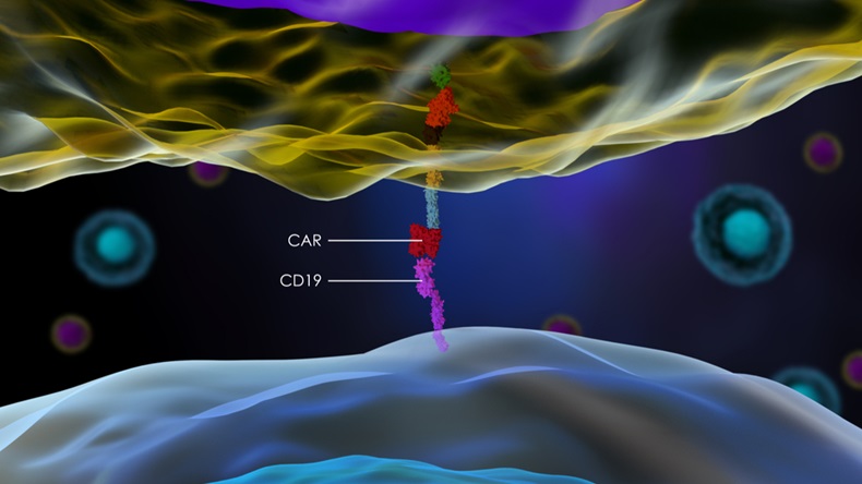 CD19 CAR-T cell
