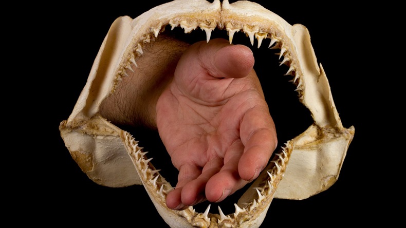 Jaws of shark
