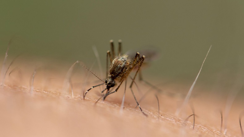 Mosquito drinks blood from a person