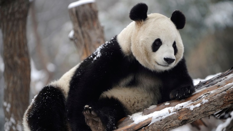 Panda in winter