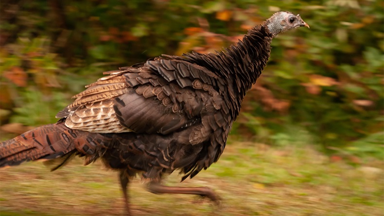 Running turkey (Alamy)