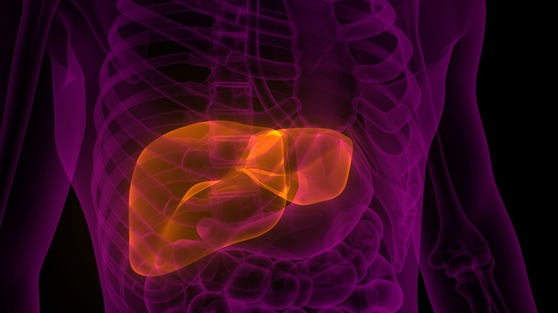 Liver is a Part Human Body Internal Organs Anatomy. 3D