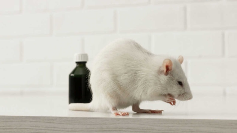 Rodent white lab rat (pet) sitting on the table near dark bottles of medicine (liquid) in the laboratory; biotechnology, pharmacy, medicine development, tests on animals. 