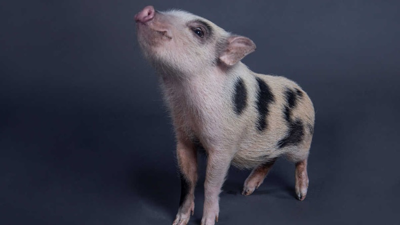 Mini pig with spots in studio with grey background
