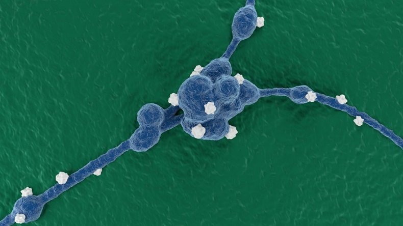 Neuroblastoma cells