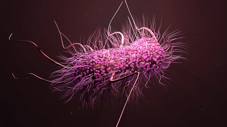 3d illustration Bacteria E. Coli