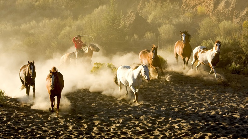 Cowboy rounding up a herd of wild horses - Image