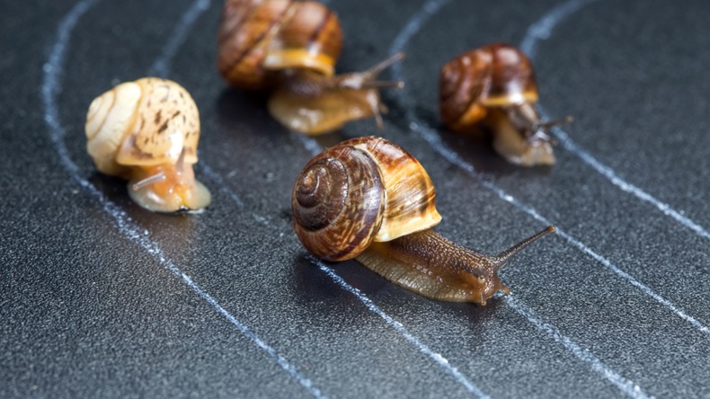 Snails on the athletic track moves the finish line (By Sergey Lavrentev. Shutterstock 463225937)