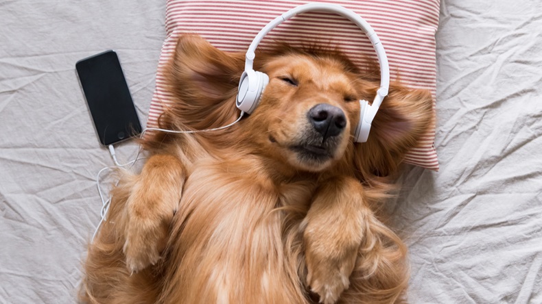 Dog headphones